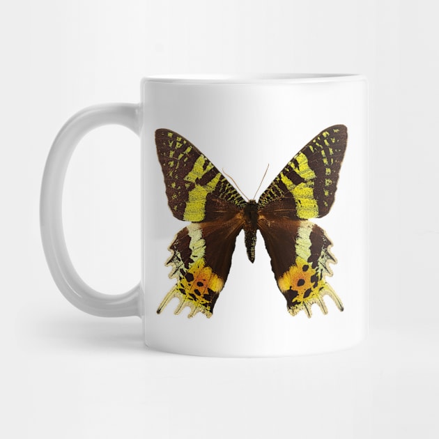 Beautiful Madagascan sunset moth by Blue Butterfly Designs 